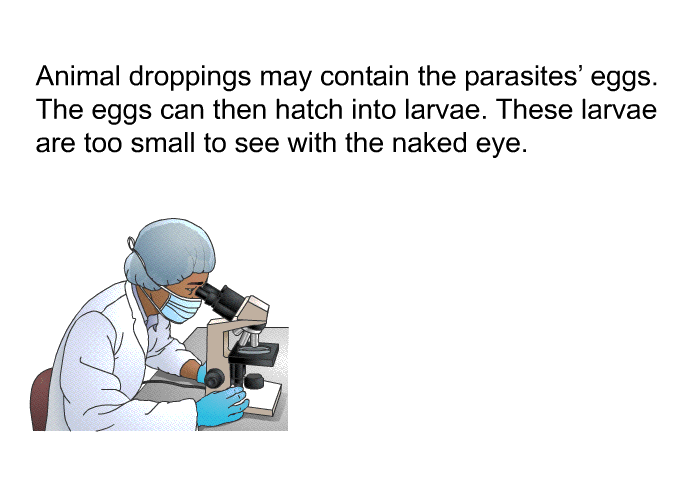 Animal droppings may contain the parasites' eggs. The eggs can then hatch into larvae. These larvae are too small to see with the naked eye.