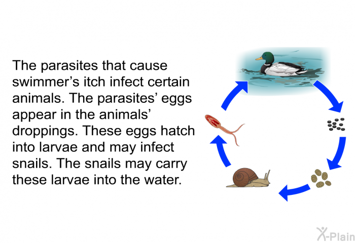 The parasites that cause swimmer's itch infect certain animals. The parasites' eggs appear in the animals' droppings. These eggs hatch into larvae and may infect snails. The snails may carry these larvae into the water.