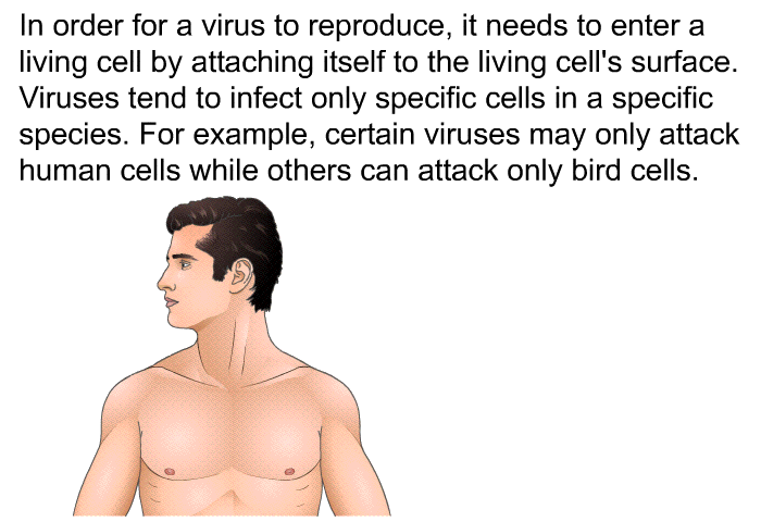 In order for a virus to reproduce, it needs to enter a living cell by attaching itself to the living cell's surface. Viruses tend to infect only specific cells in a specific species. For example, certain viruses may only attack human cells while others can attack only bird cells.