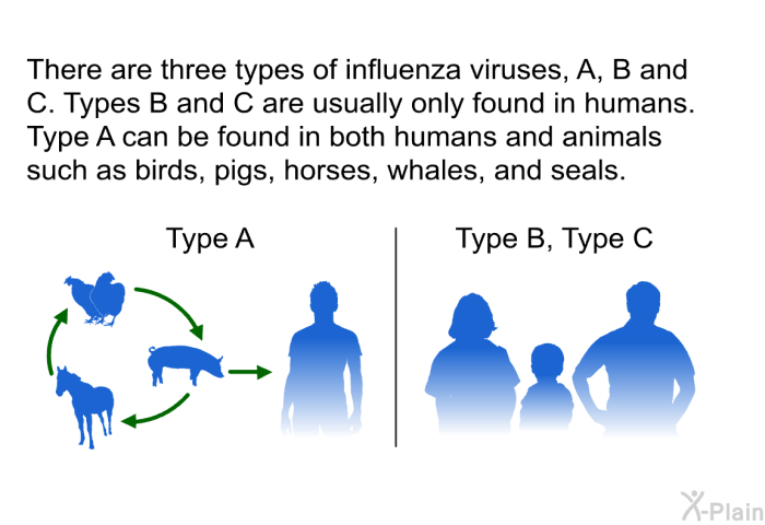There are three types of influenza viruses, A, B and C. Types B and C are usually only found in humans. Type A can be found in both humans and animals such as birds, pigs, horses, whales, and seals.