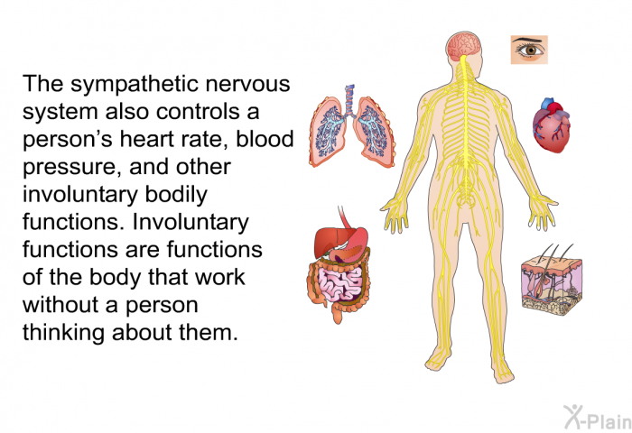 The sympathetic nervous system also controls a person's heart rate, blood pressure, and other involuntary bodily functions. Involuntary functions are functions of the body that work without a person thinking about them.