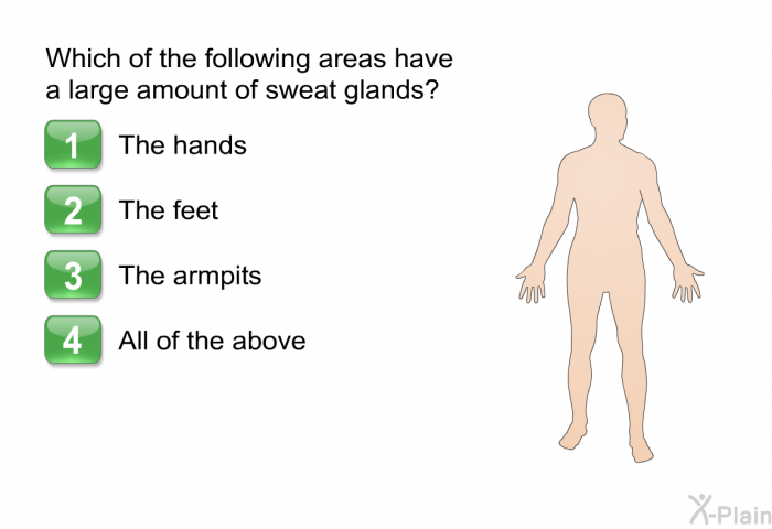 Which of the following areas have a large amount of sweat glands?  The hands The feet The armpits All of the above.