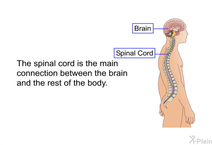 The spinal cord is the main connection between the brain and the rest of the body.
