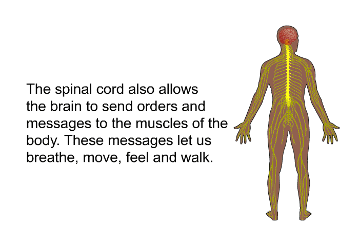 The spinal cord also allows the brain to send orders and messages to the muscles of the body. These messages let us breathe, move, feel and walk.