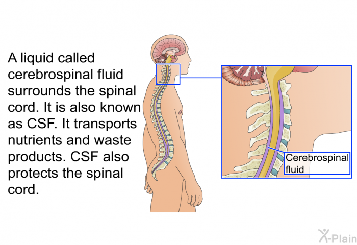 A liquid called cerebrospinal fluid surrounds the spinal cord. It is also known as CSF. It transports nutrients and waste products. CSF also protects the spinal cord.