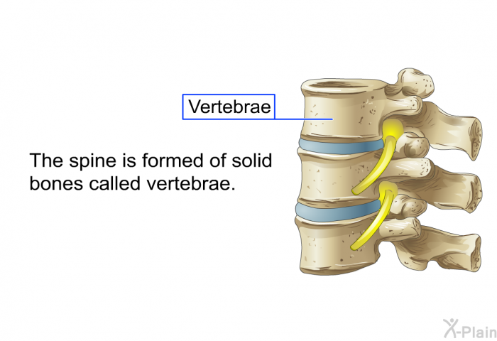 The spine is formed of solid bones called vertebrae.