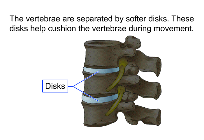 The vertebrae are separated by softer disks. These disks help cushion the vertebrae during movement.
