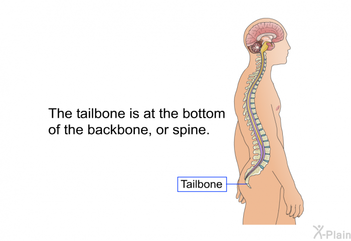 The tailbone is at the bottom of the backbone, or spine.