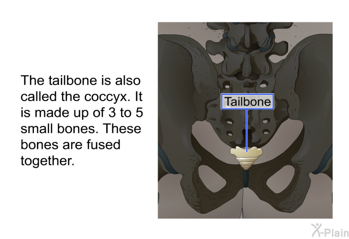 The tailbone is also called the coccyx. It is made up of 3 to 5 small bones. These bones are fused together.