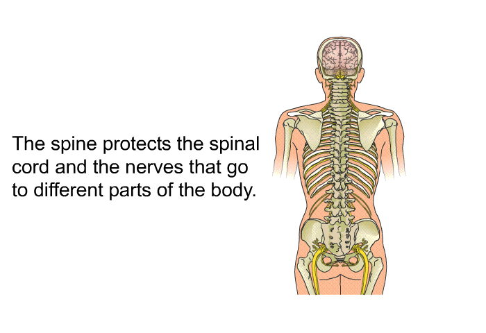 The spine protects the spinal cord and the nerves that go to different parts of the body.