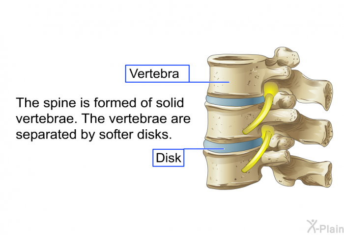 The spine is formed of solid vertebrae. The vertebrae are separated by softer disks.