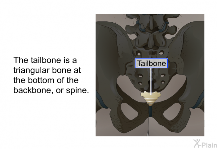 The tailbone is a triangular bone at the bottom of the backbone, or spine.