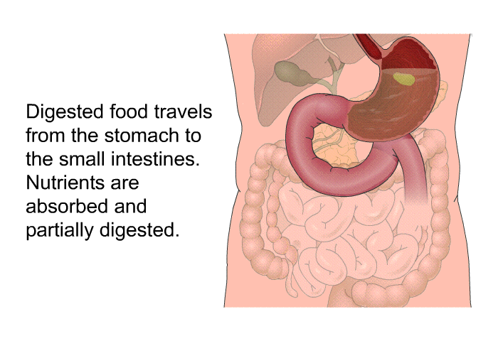 Digested food travels from the stomach to the small intestines. Nutrients are absorbed and partially digested.