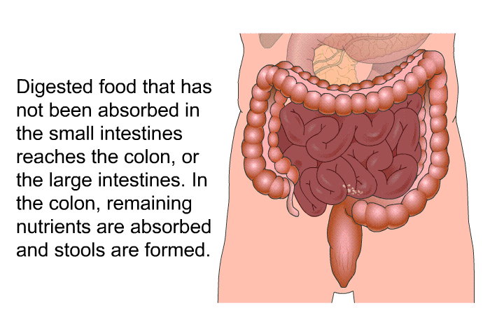 Digested food that has not been absorbed in the small intestines reaches the colon, or the large intestines. In the colon, remaining nutrients are absorbed and stools are formed.