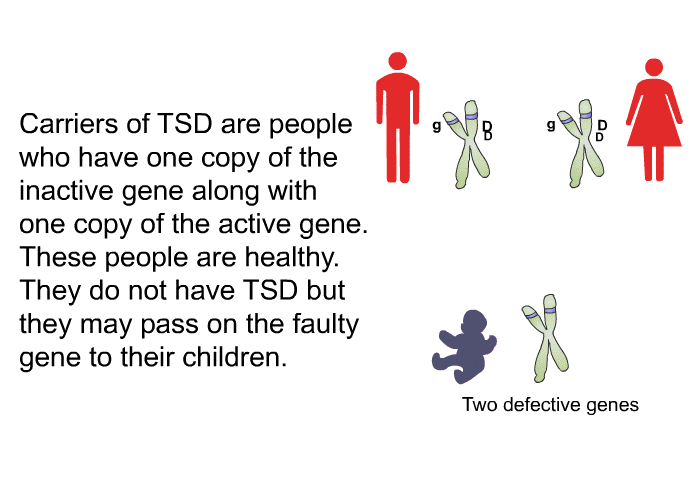 Carriers of TSD are people who have one copy of the inactive gene along with one copy of the active gene. These people are healthy. They do not have TSD but they may pass on the faulty gene to their children.