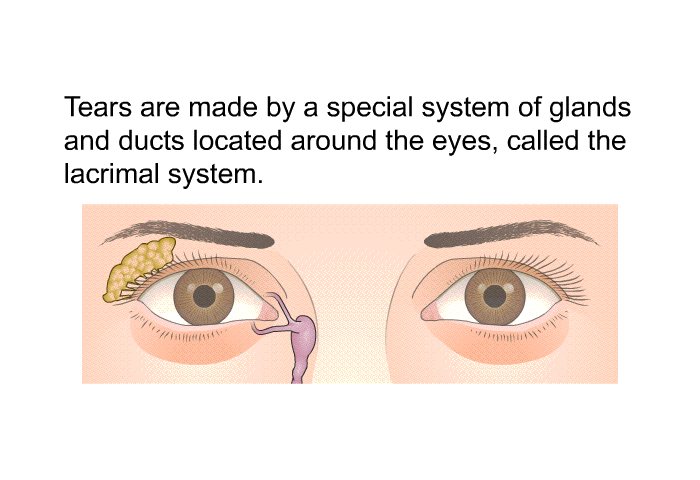 Tears are made by a special system of glands and ducts located around the eyes, called the lacrimal system.