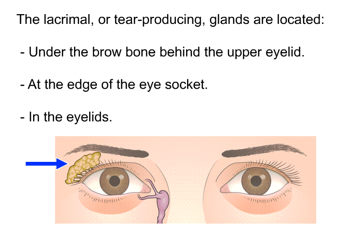 The lacrimal, or tear-producing, glands are located:  Under the brow bone behind the upper eyelid. At the edge of the eye socket. In the eyelids.