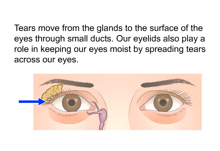 Tears move from the glands to the surface of the eyes through small ducts. Our eyelids also play a role in keeping our eyes moist by spreading tears across our eyes.