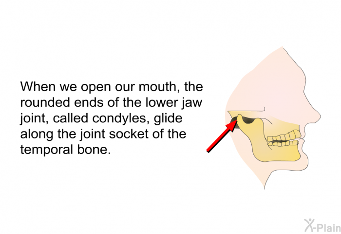 When we open our mouth, the rounded ends of the lower jaw joint, called condyles, glide along the joint socket of the temporal bone.