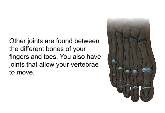 Other joints are found between the different bones of your fingers and toes. You also have joints that allow your vertebrae to move.