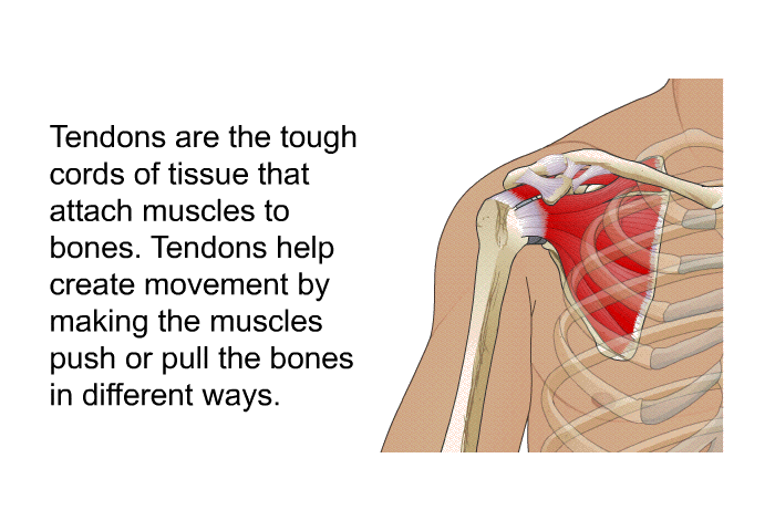 Tendons are the tough cords of tissue that attach muscles to bones. Tendons help create movement by making the muscles push or pull the bones in different ways.