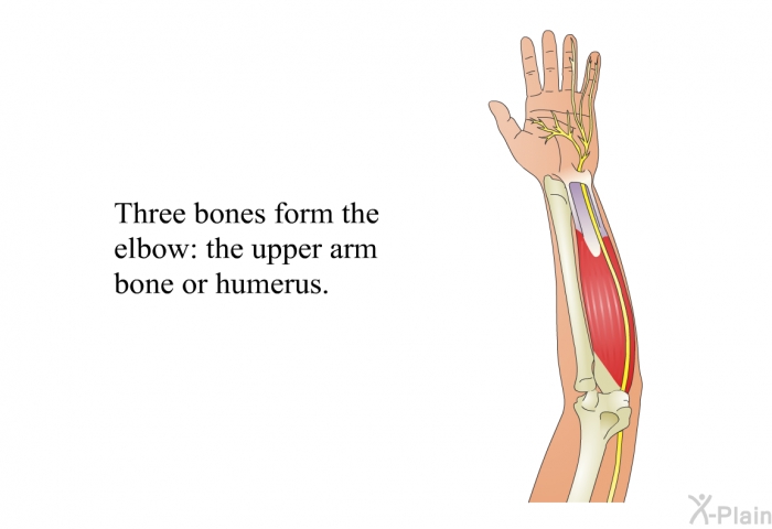 Three bones form the elbow: the upper arm bone or humerus.