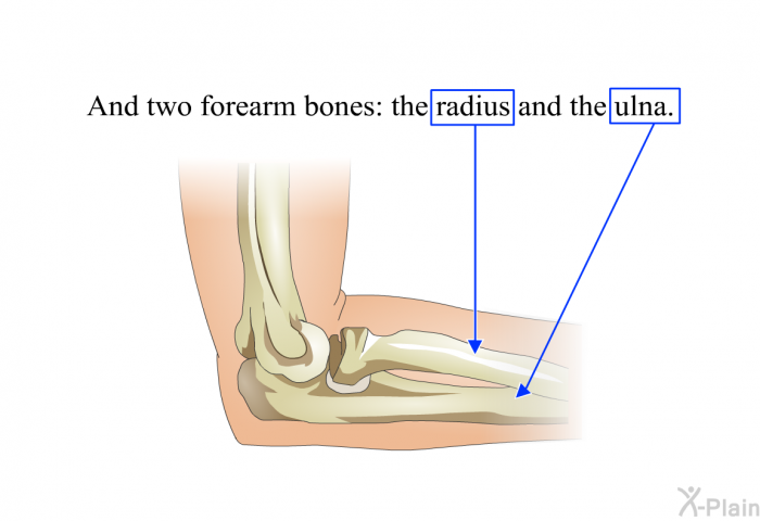 And two forearm bones: the radius and the ulna.