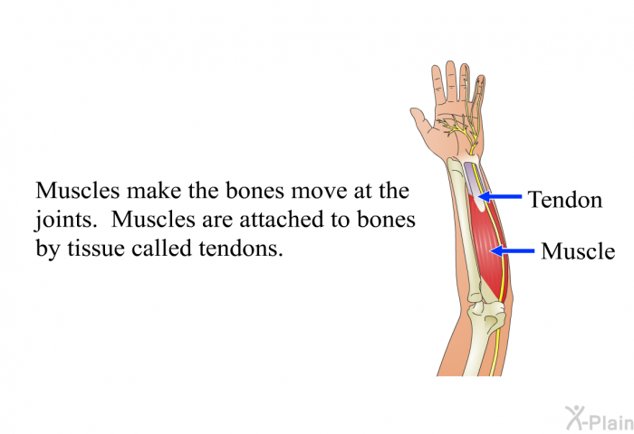 Muscles make the bones move at the joints. Muscles are attached to bones by tissue called tendons.