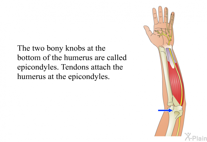 The two bony knobs at the bottom of the humerus are called epicondyles. Tendons attach the humerus at the epicondyles.