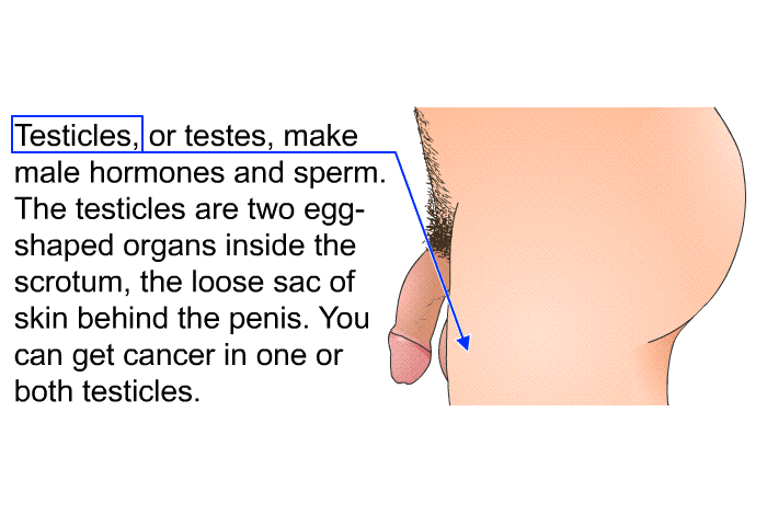 Testicles, or testes, make male hormones and sperm. The testicles are two egg-shaped organs inside the scrotum, the loose sac of skin behind the penis. You can get cancer in one or both testicles.
