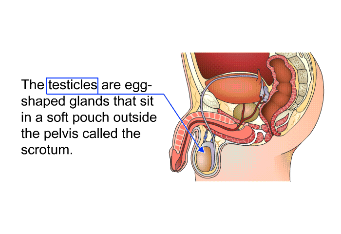 The testicles are egg-shaped glands that sit in a soft pouch outside the pelvis called the scrotum.