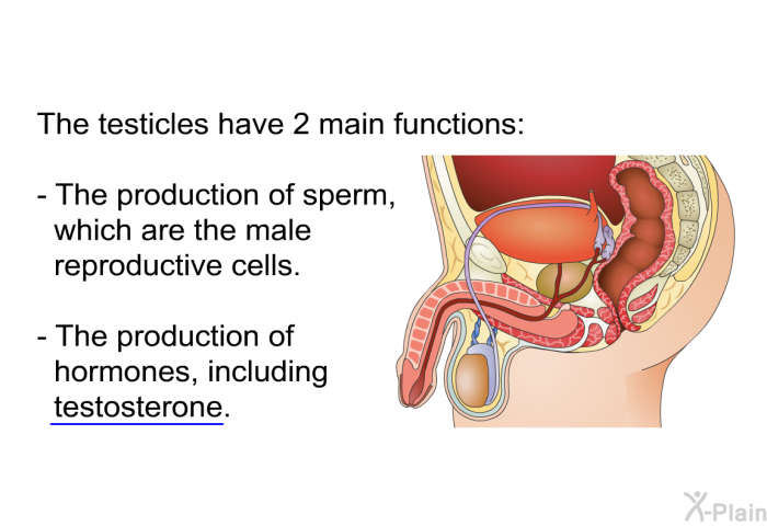 The testicles have 2 main functions:  The production of sperm, which are the male reproductive cells. The production of hormones, including testosterone.