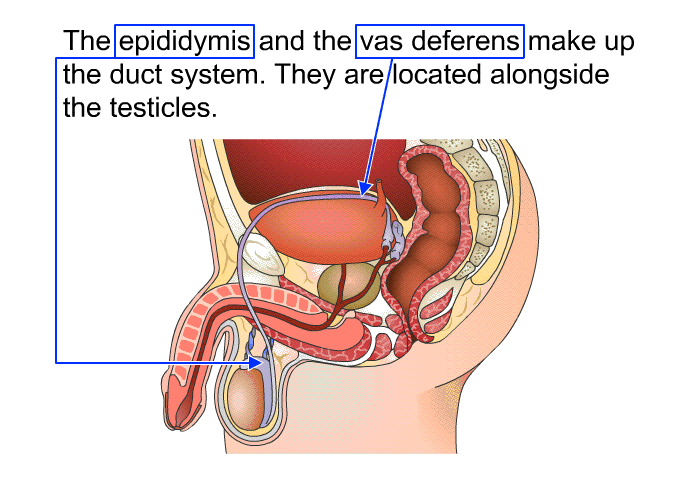 The epididymis and the vas deferens make up the duct system. They are located alongside the testicles.