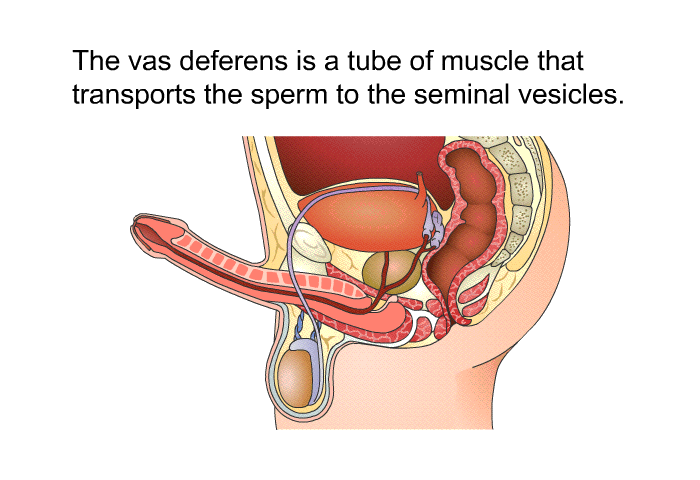 The vas deferens is a tube of muscle that transports the sperm to the seminal vesicles.