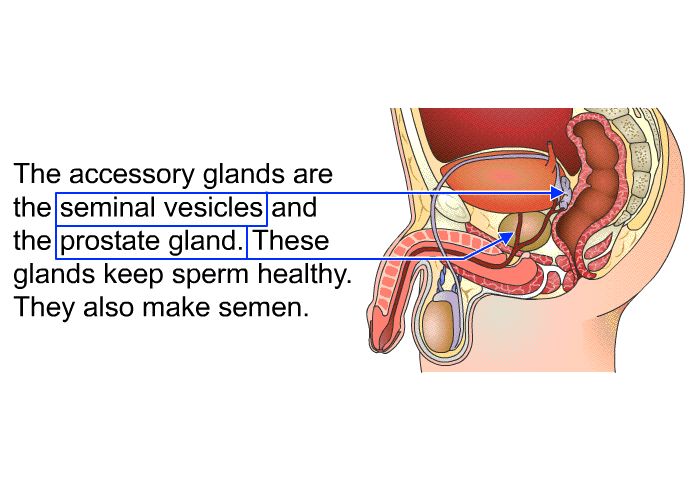 The accessory glands are the seminal vesicles and the prostate gland. These glands keep sperm healthy. They also make semen.