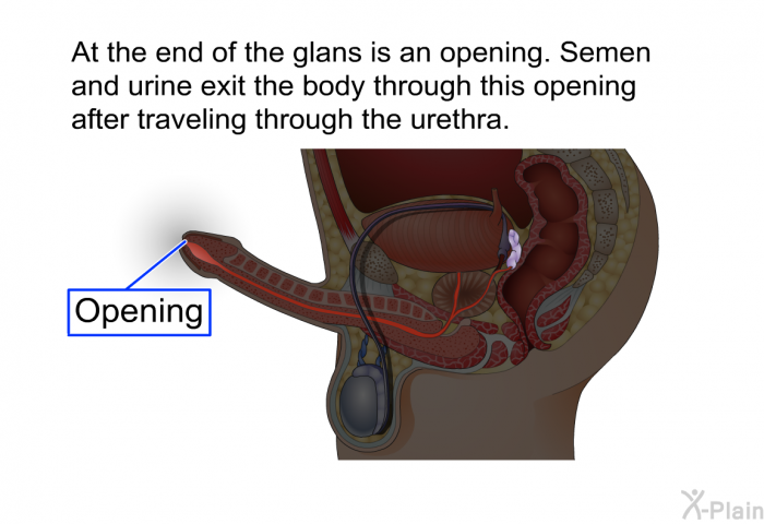 At the end of the glans is an opening. Semen and urine exit the body through this opening after traveling through the urethra.