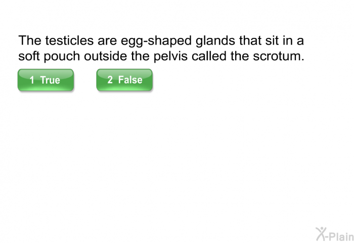 The testicles are egg-shaped glands that sit in a soft pouch outside the pelvis called the scrotum.