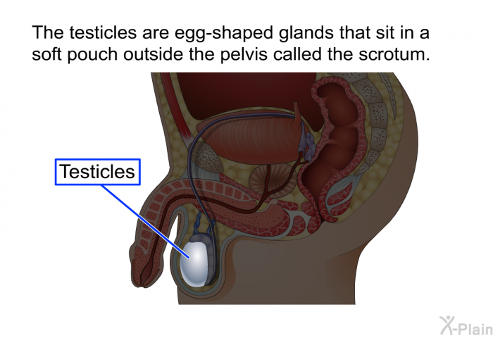 The testicles are egg-shaped glands that sit in a soft pouch outside the pelvis called the scrotum.