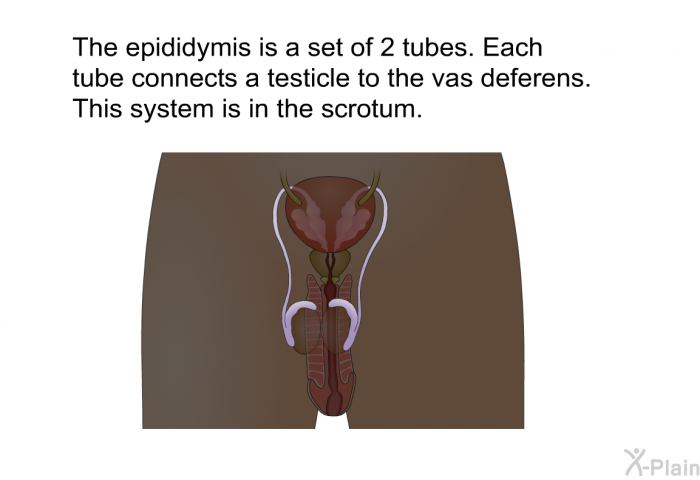 The epididymis is a set of 2 tubes. Each tube connects a testicle to the vas deferens. This system is in the scrotum.