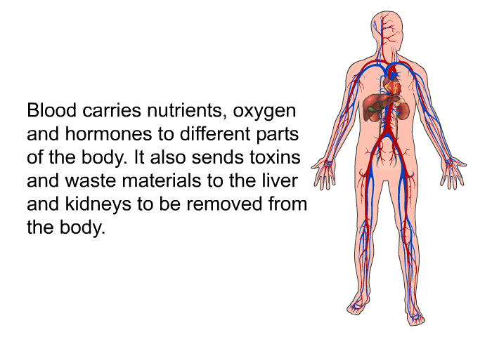 Blood carries nutrients, oxygen and hormones to different parts of the body. It also sends toxins and waste materials to the liver and kidneys to be removed from the body.