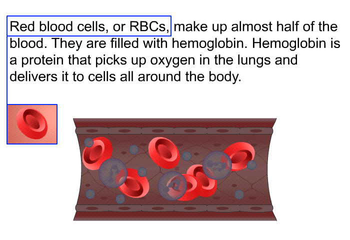 Red blood cells, or RBCs, make up almost half of the blood. They are filled with hemoglobin. Hemoglobin is a protein that picks up oxygen in the lungs and delivers it to cells all around the body.