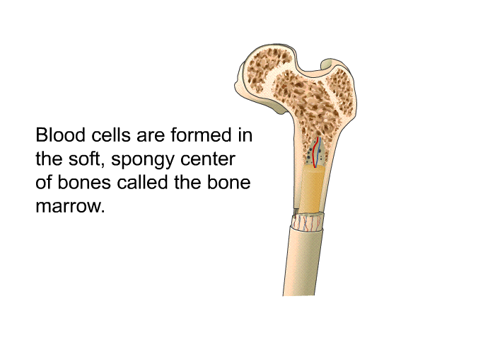 Blood cells are formed in the soft, spongy center of bones called the bone marrow.