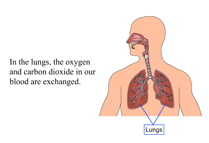 In the lungs, the oxy­gen and carbon dioxide in our blood are exchanged.