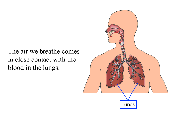 The air we breathe comes in close con­tact with the blood in the lungs.