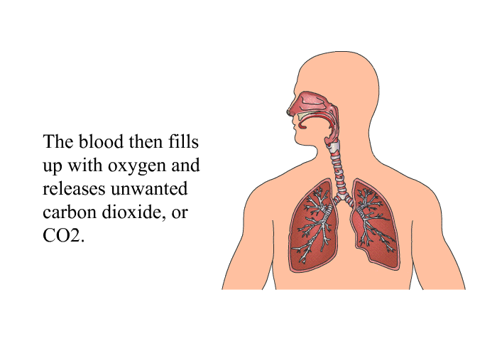 The blood then fills up with oxygen and releases unwanted carbon dioxide, or CO2.