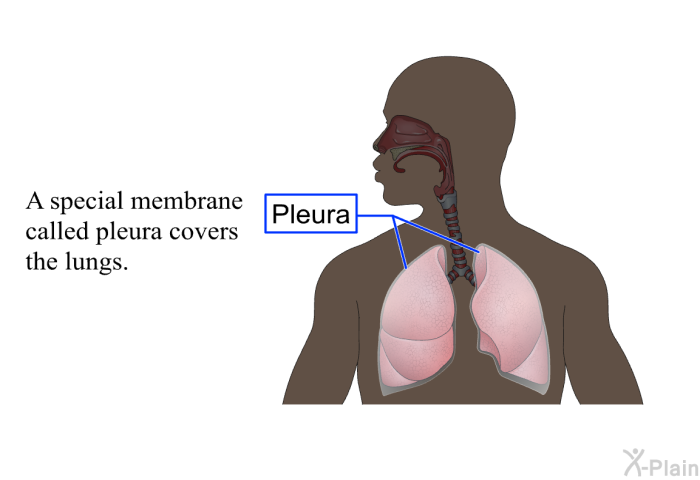 The air we breathe comes in close contact with the blood in the lungs.