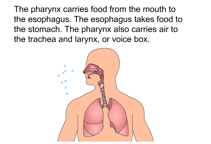 The pharynx carries food from the mouth to the esophagus. The esophagus takes food to the stomach. The pharynx also carries air to the trachea and larynx, or voice box.