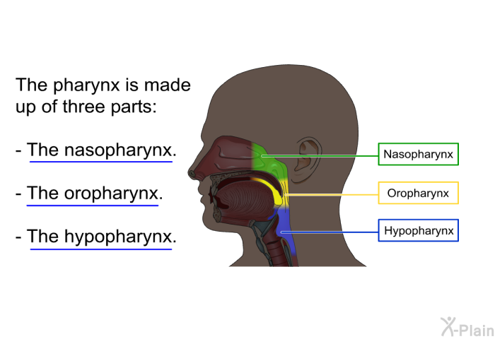 The pharynx is made up of three parts:  The nasopharynx. The oropharynx. The hypopharynx.