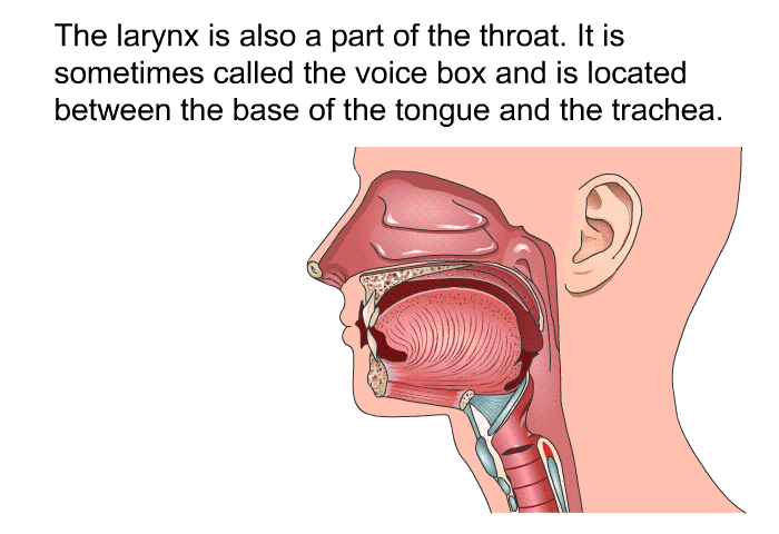 The larynx is also a part of the throat. It is sometimes called the voice box and is located between the base of the tongue and the trachea.