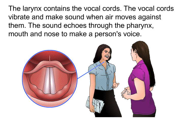 The larynx contains the vocal cords. The vocal cords vibrate and make sound when air moves against them. The sound echoes through the pharynx, mouth and nose to make a person's voice.